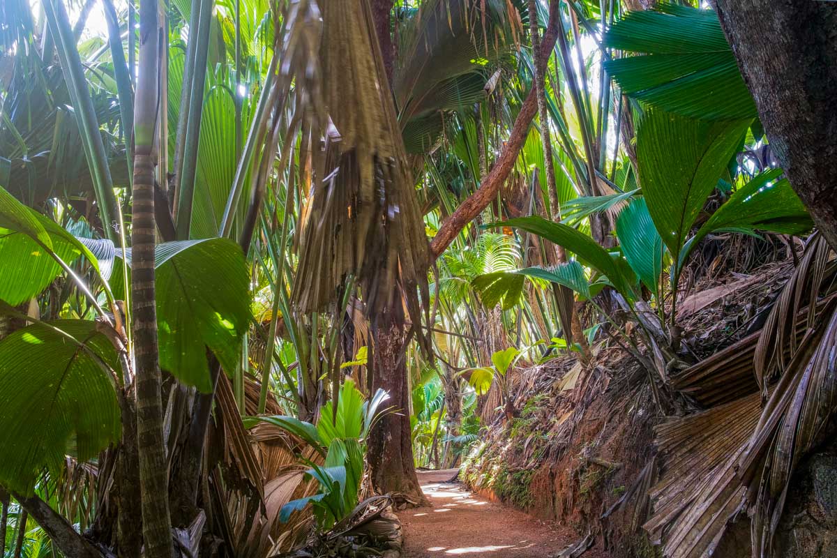 Vallée de Mai, Praslin, Seychelles