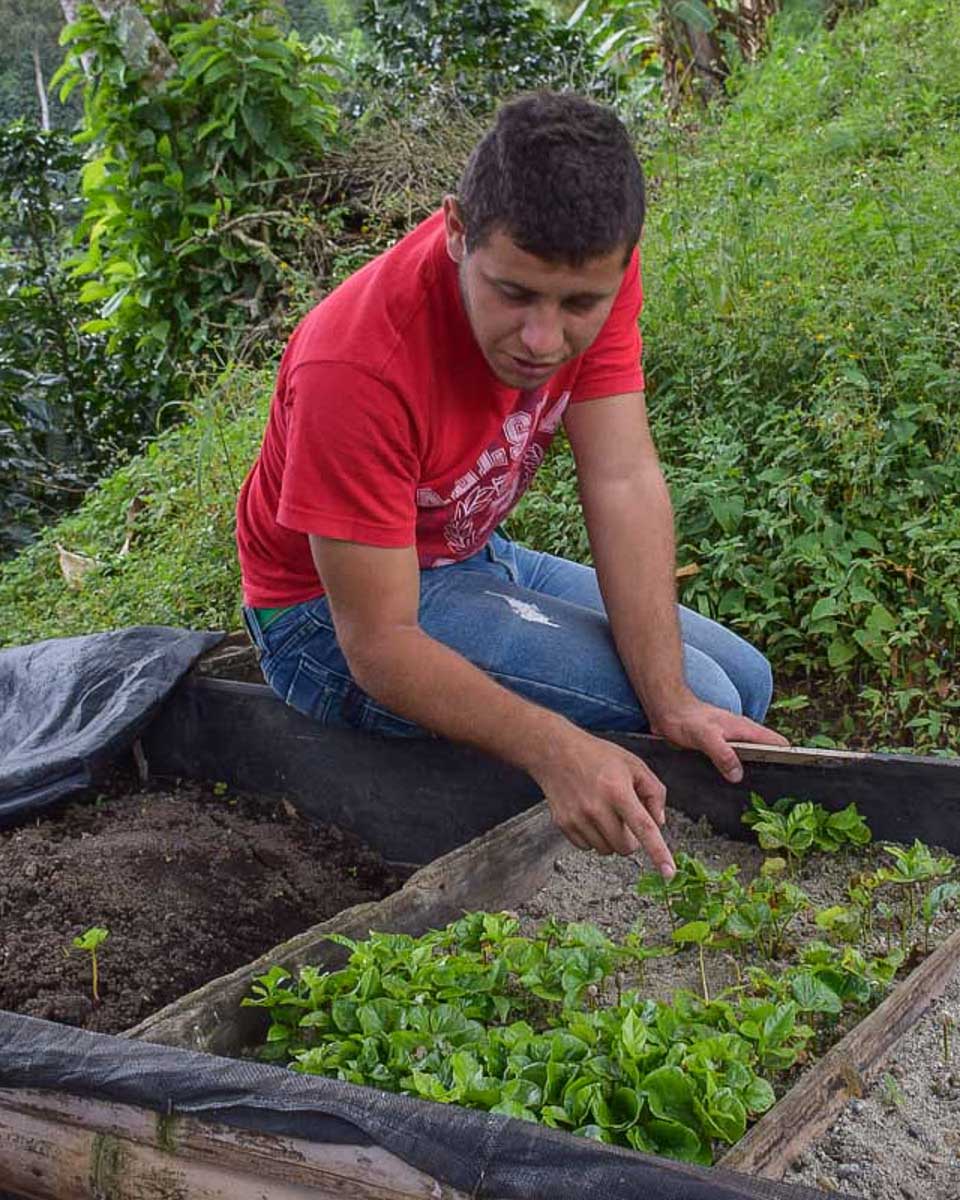 A-guide-shows-us-small-coffee-sprouts-on-a-tour to Minca from Santa Marta Colombia