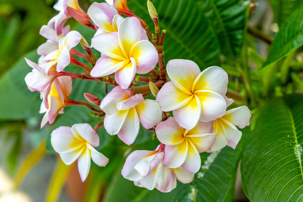 A plumeria farm near Haleiwa Oahu Hawaii