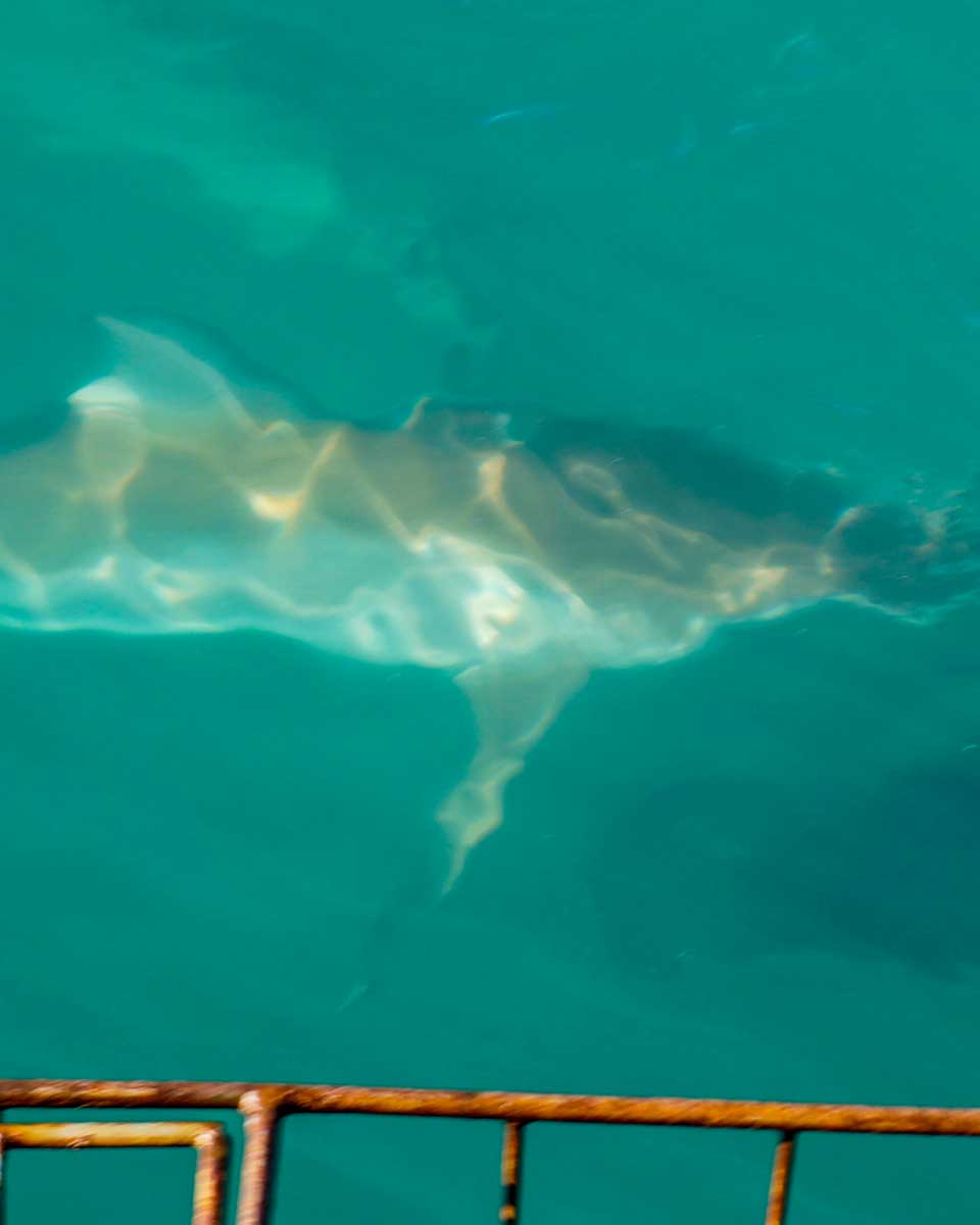 A-sandbar-shark-seen-near-a-shark-cage-in-Haleiwa North-Shore-Oahu-Hawaii