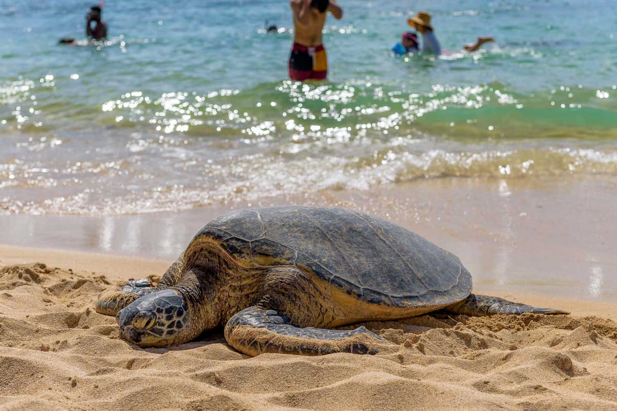 Hawaiian Green Sea Turtle on Laniakea Beach near Haleiwa Oahu Hawaii
