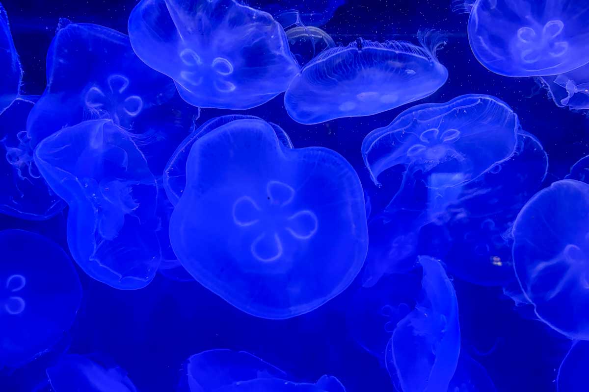 Jellyfish at the Waikiki Aquarium in Waikiki Honolulu Hawaii (85)