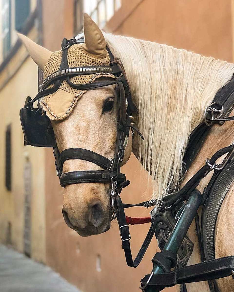 Lucca Horse Carriage - Carrozza Lucca in Lucca Italy 1