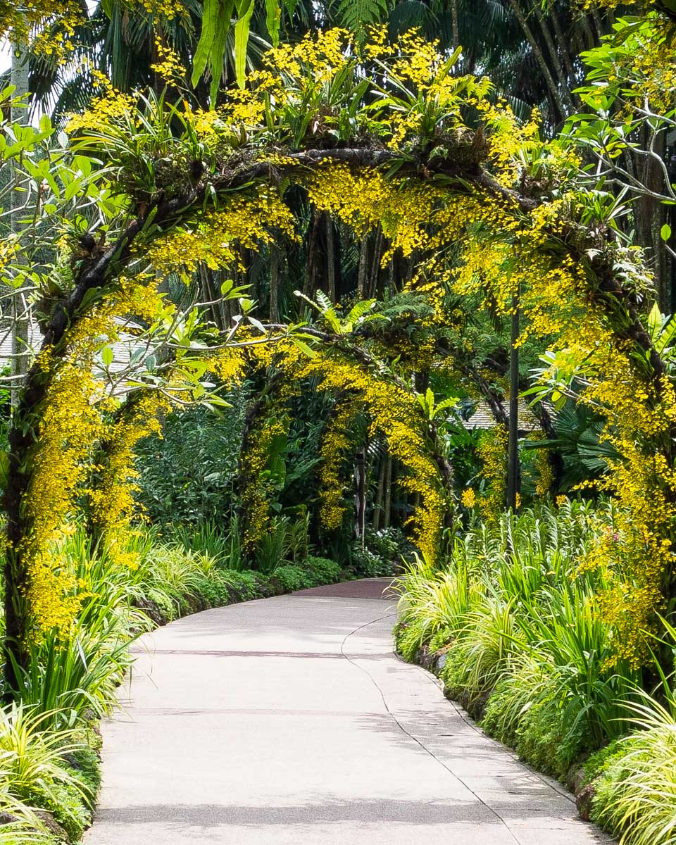 Walking through the Singapore Botanic Gardens in Singapore 1
