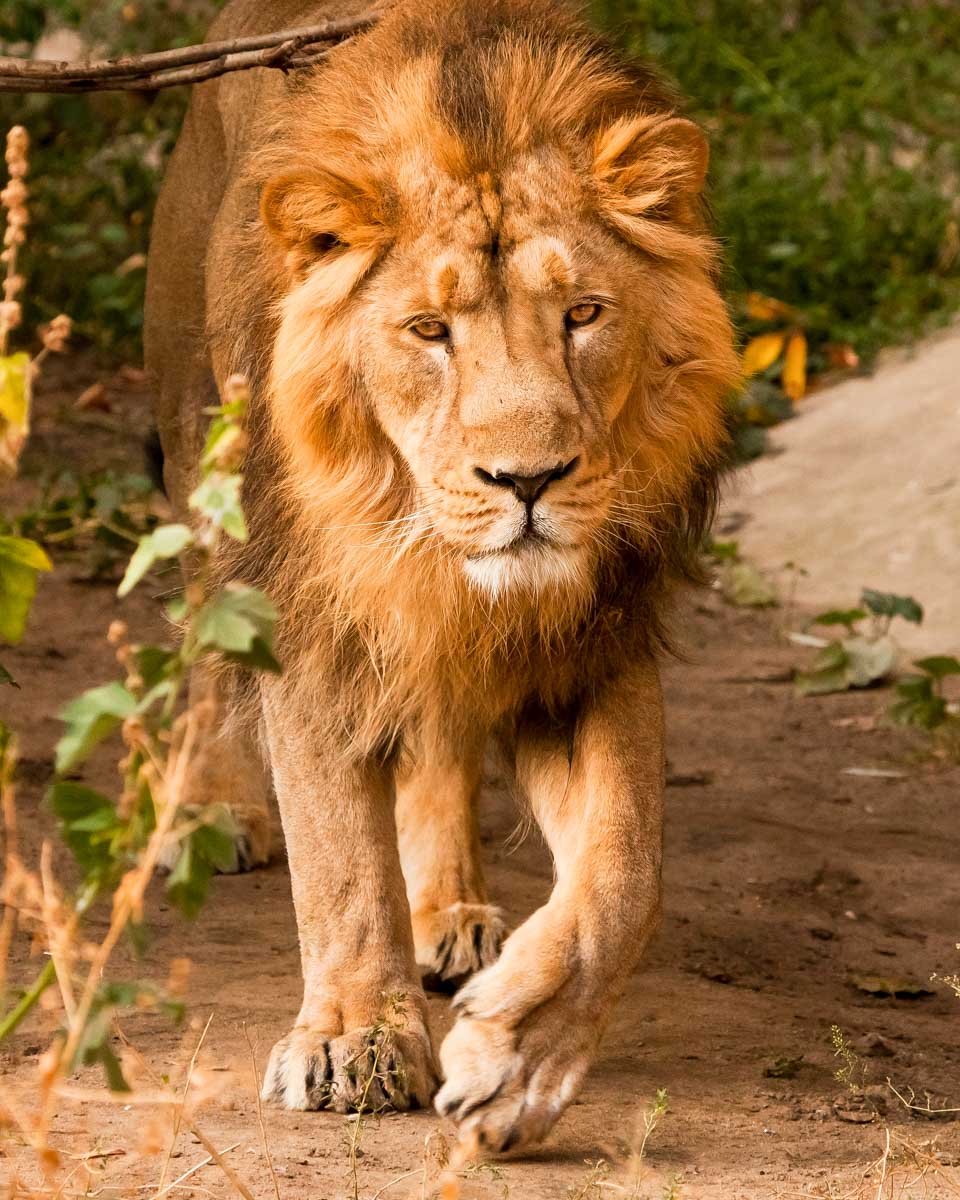 A-lion-seen-on-a-safari-tour-Nyerere-National-Park-Selous-from-Zanzibar-Tanzania