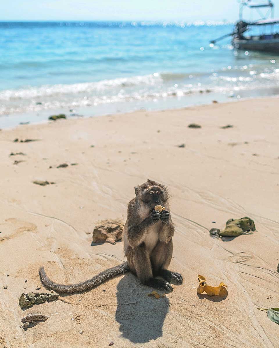 A-monkey-sits-in-the-sand-at-monkey-beach-on-a-tour-to-the-Phi-Phi-Islands-Thailand