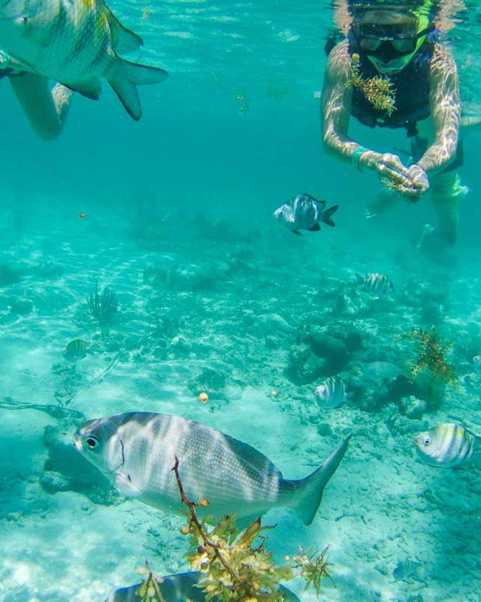 A-snorkel-tour-group-surounded-by-fish-on Phi Phi island Thailand