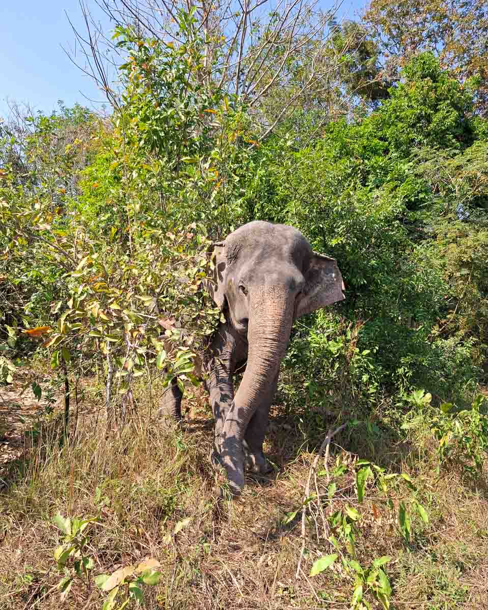 An elephant seen at a sanctuary in Koh Samui Thailand