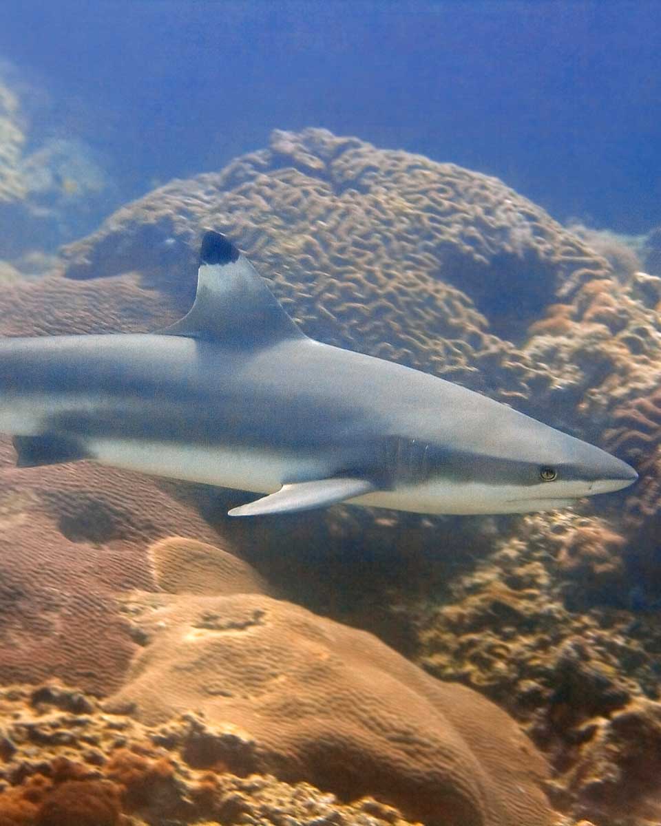 Blacktip-reef-shark-seen-in Phi Phi Thailand