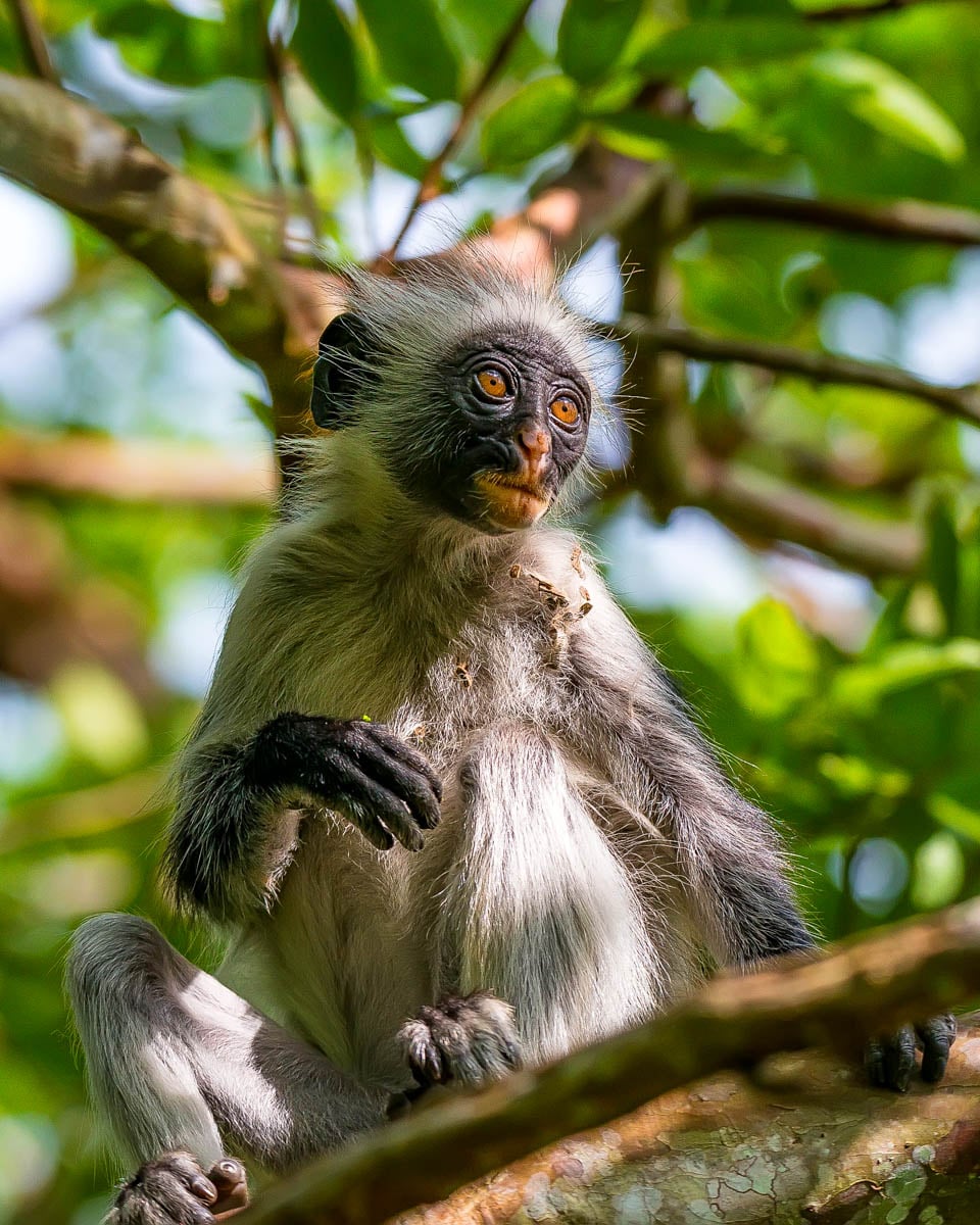 Jozani-Forest-and-a-red-colobus-monkey-in-Zanzibar-Tanzania