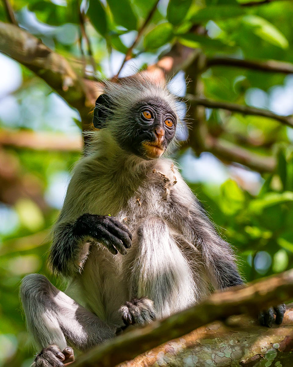 Jozani Forest and a red colobus monkey in Zanzibar Tanzinia