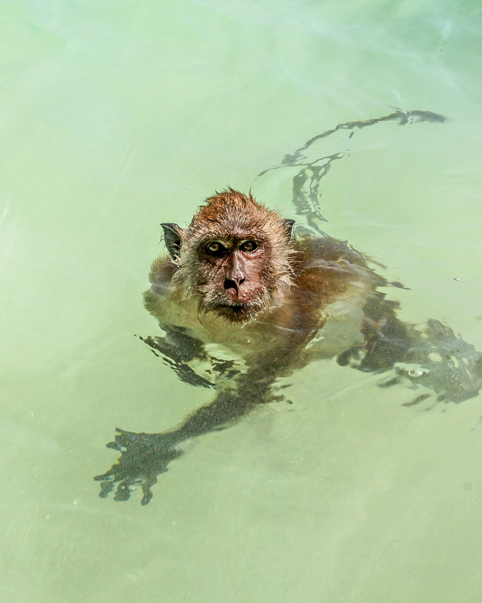 Small crab eating macaque monkey in the water of Mauritius