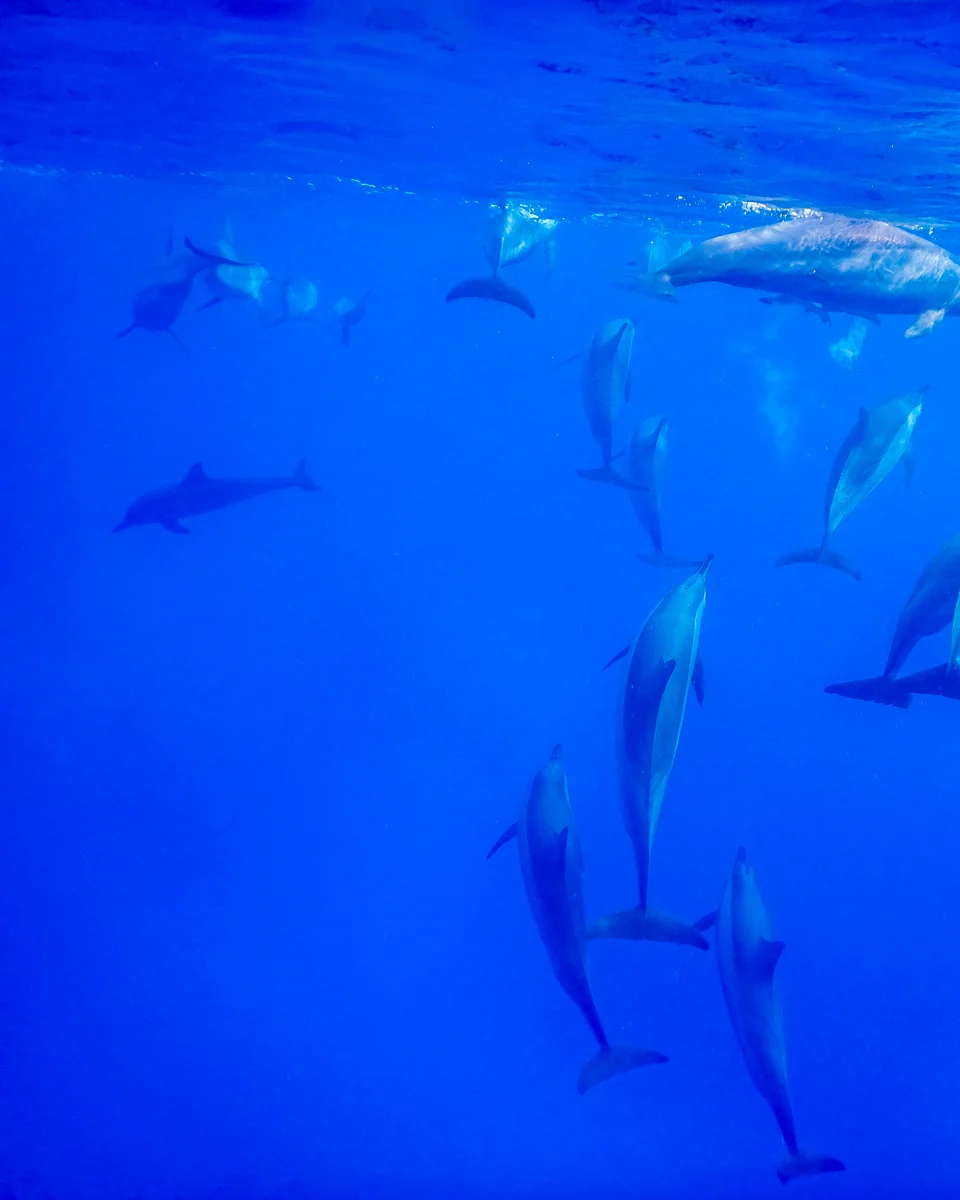 Swimming-with-dolphins-on-a-tour-from-Zanzibar-Tanzania 1