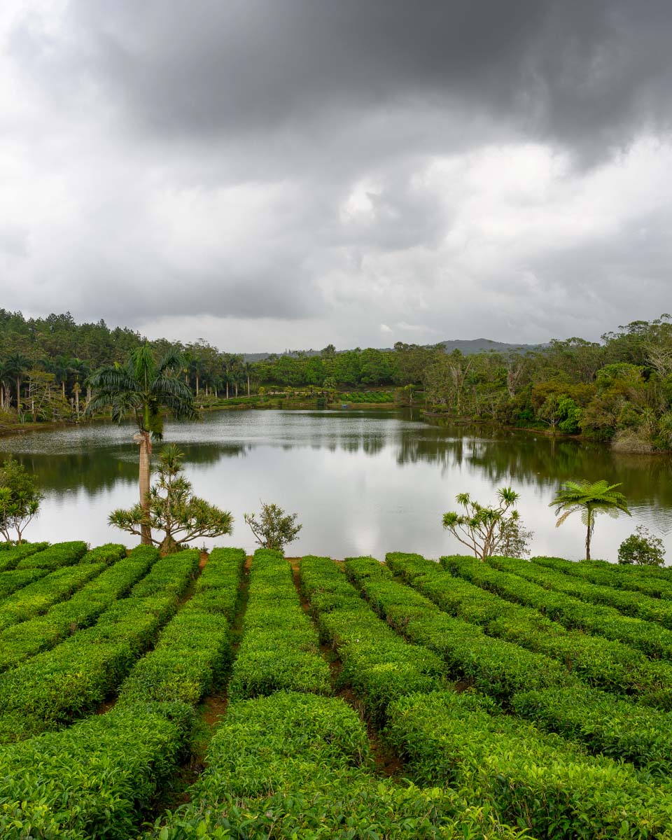 Tea Plantation and Lake in Bois Cheri, Mauritius