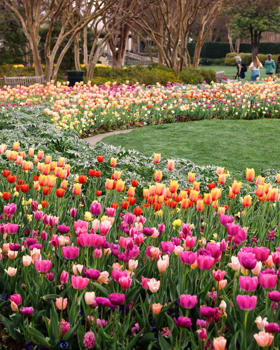Tulips at the Dallas Arboretum and Botanical Garden