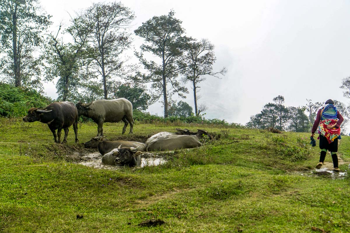 Water buffalo seen in Sapa Vietnam
