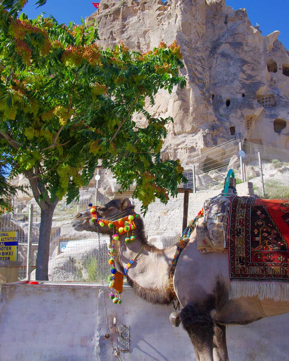A camel in Uçhisar, Cappadocia, Turkey