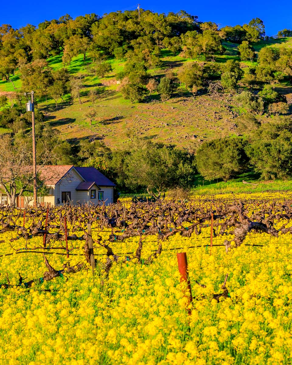 A vineyard near Yountville Napa Valley California (2)