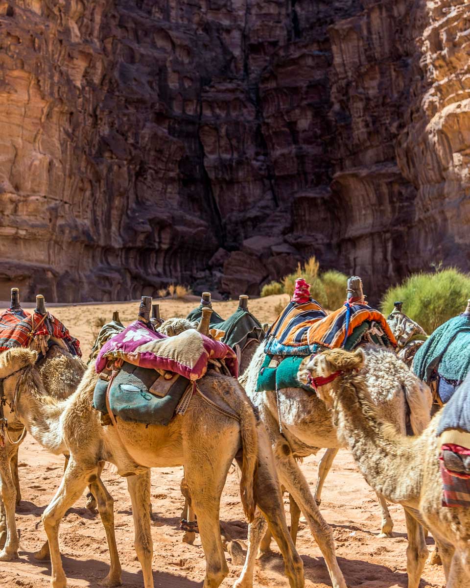 Camels in the desert of Wadi Rum