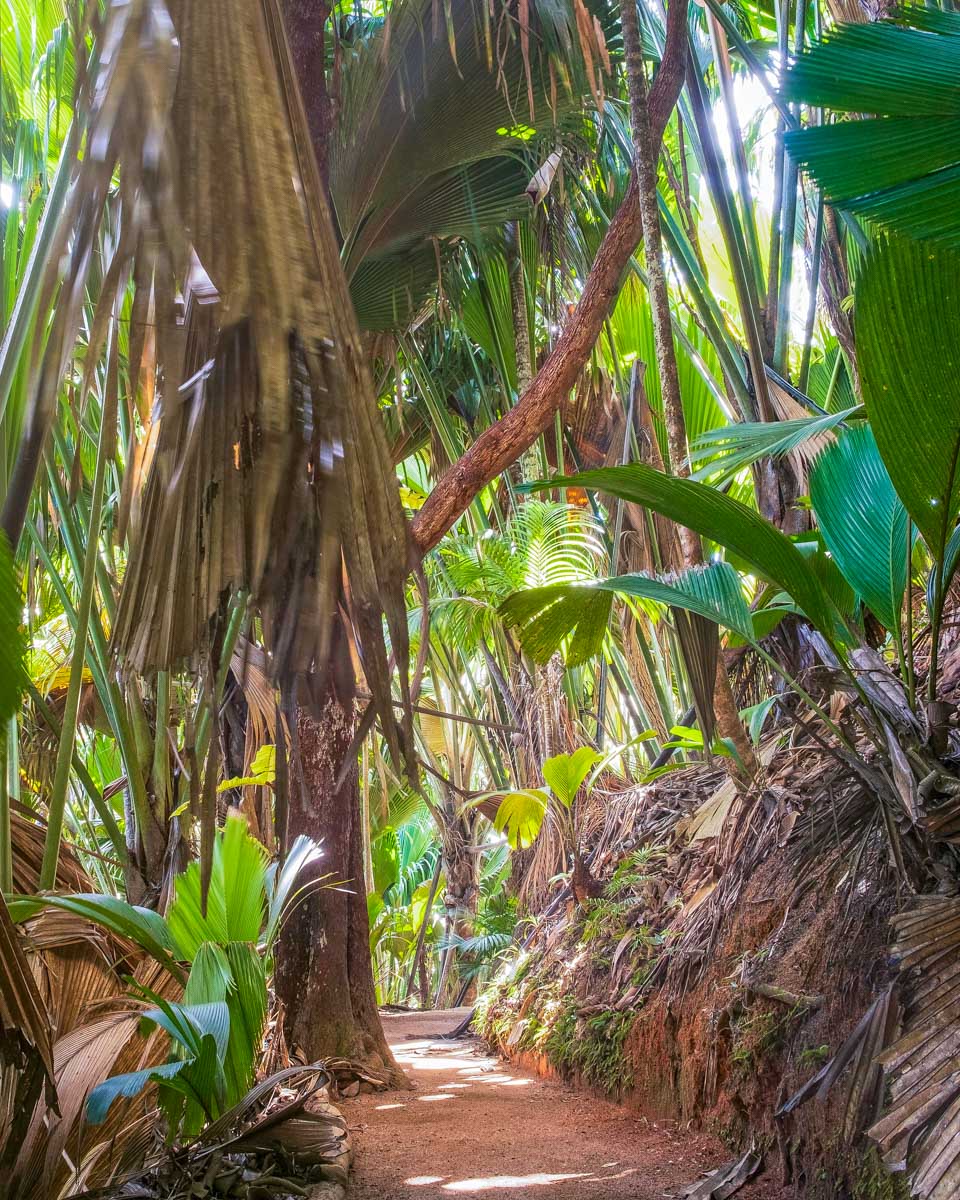 Vallée de Mai, Praslin, Seychelles 1